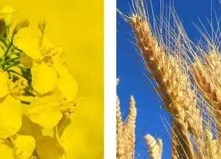Врожайність пшениці, ріпаку та інших культур в Україні суттєво зросла