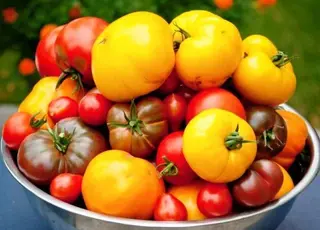 Які сорти помідорів посіяти в березні, щоб збирати врожай у травні