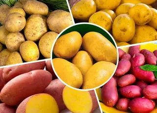 Стало відомо, які сорти картоплі краще не садити в Україні