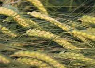 Україна та Німеччина розширюють співпрацю в агросекторі