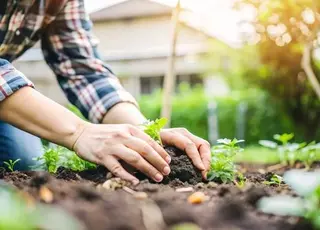 Чим підживити город, щоб рослини росли швидше і були міцні