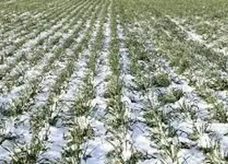 Через погодні умови аграрії можуть втратити до 1 млн га озимих культур