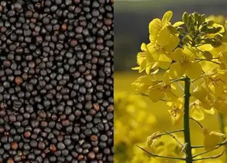 Україна втратила лідерські позиції експортера ріпаку на ринку ЄС