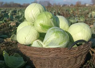 На Волині подружжя виростило півсотні соток капусти та продовжує справу сина, який пішов на фронт