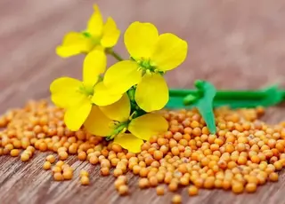 За 6 міс з початку дії експортних мит на ріпак та сою українські аграрії втратили $130 млн