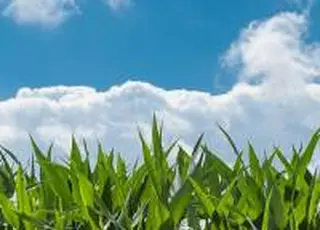 Ціни на українську кукурудзу продовжують активно зростати та досягли 11400 грн/т