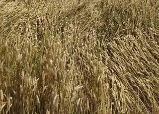 На Тернопільщині негода пошкодила посіви сільгоспкультур