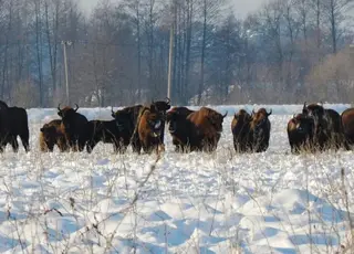 На Львівщині помітили стадо червонокнижних зубрів, яке паслось на полі з соєю