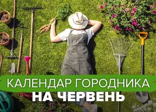 Календар городника на червень: найсприятливіші дні для посадки кожної культури