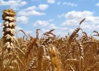 На ринку почали формуватись ціни на пшеницю врожаю 2026