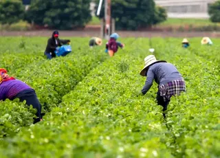 За кілька років іноземні робітники стануть звичним явищем на українських полях