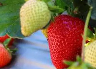 ФАО та ЄС нададуть до $150 тис. грантів агрегаторам у секторі овочівництва та ягідництва семи областей України