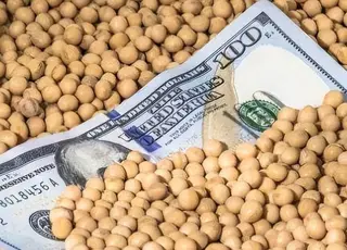 В Україні ціни на сою досягли рівня 2022/23 МР