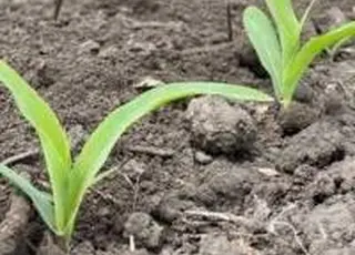 Кожне третє сільське домогосподарство в Україні заявило про падіння доходів через війну — ФАО