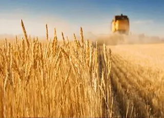 В Україні зібрано понад 55 млн т зернових, зернобобових, олійних культур