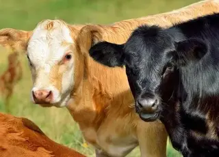 У Бразилії вивели генетично модифікованих телят