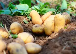 Аграрії пояснили, як отримати ранню картоплю вже на початку літа