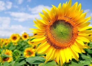 В Україні аграрії засіяли соняшником майже 4 млн га