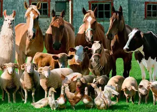 Динаміка чисельності свиней, кіз та великої рогатої худоби в Україні у 2025 році