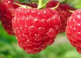 Вартість малини в Україні зберігатиметься на високому рівні до вересня