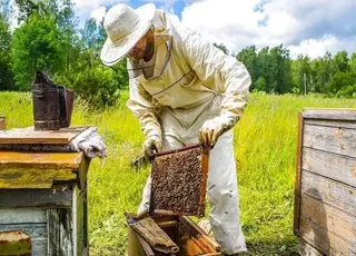 Європейські пасічники закликають відкласти збільшення безмитного імпорту українського меду