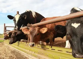 Україна значно збільшила експорт великої рогатої худоби