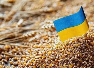 Чому дорожчає пшениця нового врожаю 