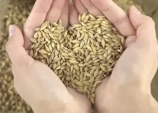 Ціни на український фуражний ячмінь знизились