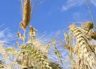 Експорт пшеничного борошна з України у 2025/26 МР може скоротитися на 2,6%