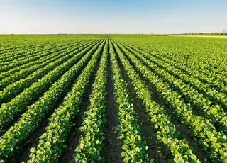 Стало відомо, як покращити якість обприскувань