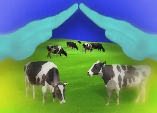 Міжнародний фонд сільгоспрозвитку (IFAD) надасть суттєву підтримку українському АПК