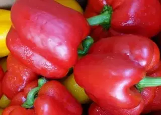 Як прискорити дозрівання перцю для отримання щедрого врожаю