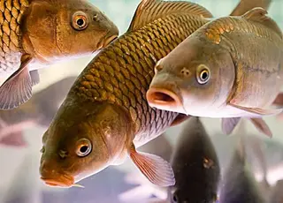 Уряд затвердив зміни в наданні підтримки виробникам риби на деокупованих  територіях