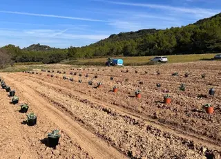 Французькі винороби адаптуються до посухи, замінюючи виноградники на агаву