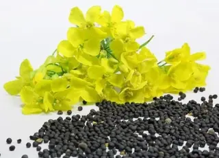 Україна поступилася Австралії у лідерстві з експорту ріпаку до ЄС