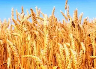 Врожай пшениці у світі цього року значно скоротиться