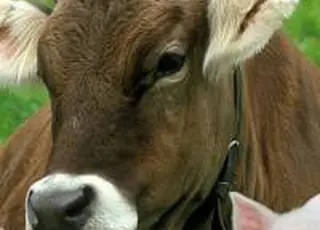 Уряд затвердив Державну програму розвитку тваринництва до 2033 року