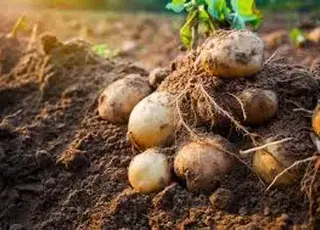 Учені пояснили, як з’явилася картопля
