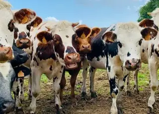 Поголів'я корів у господарствах населення України за рік скоротилося на 100 тисяч