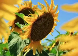 Соняшник подорожчав на 11 доларів з початку лютого – переробники стримують закупівлі