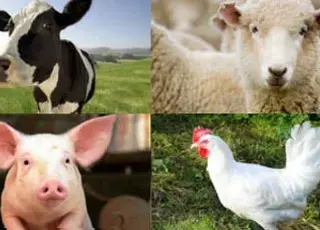 У Китаї виявили перші випадки ящуру, на який не діє вакцина