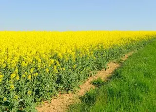 На посівах озимого ріпаку зростає активність шкідників і поширення хвороб