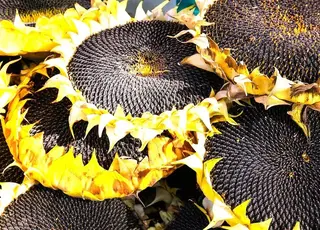 Стало відомо, як змінилися ціни на соняшник в Україні