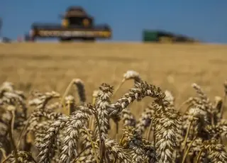 В Україні жнива пшениці затягнулися і вплинули на експорт
