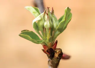 Контроль хвороб садів, ягідників та виноградників