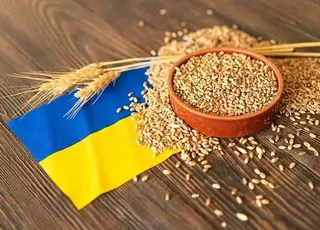 Експорт зернових та зернобобових з України у 2024/25 МР знизився на 19%
