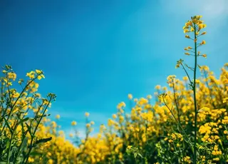 Захист від шкідників у період цвітіння