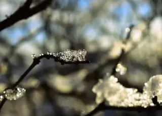 Лютневі морози пошкодили українські сади