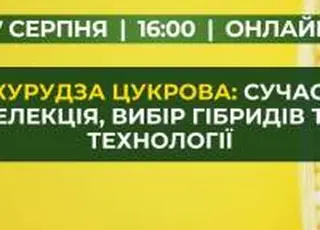 Кукурудза цукрова: сучасна селекція, вибір гібридів та технології