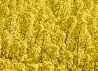 В Tekom Agro Group розпочали висів озимого ріпаку